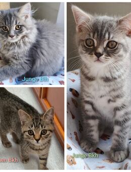 BKH/Blh Kitten - Wuppertal