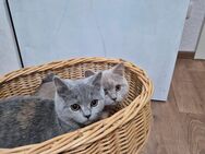 BKH Blue und Lilac Katzen 18 Wochen - Duisburg