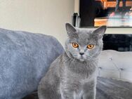 Britisch Kurzhaar Katze zu verkaufen - Viersen Zentrum
