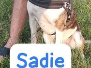 Sadie die unverwechselbare sucht Bleibe - Bissingen