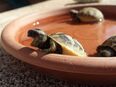 Landschildkröten-Babies und auch erwachsene Tiere (Griechen und Mauren) in gute Hände abzugeben in 97424