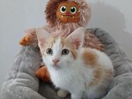 🌟Kitten Murphy sucht Freunde🐾 - Eislingen (Fils)