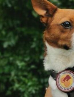 Hurin - Traumhund sucht Traumzuhause - München
