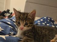4 süsse katzenbabys dürfen bald umziehen - Bargfeld-Stegen