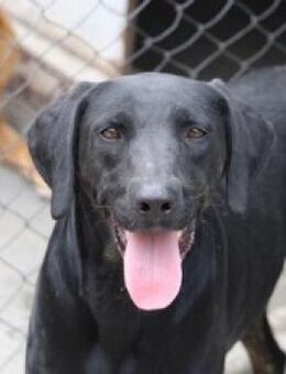 Reza - unsere liebe, schwarze Schönheit! - Karben