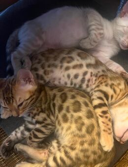 Bengalkitten/Stammbaum/ EU Pass - Friesenheim (Baden-Württemberg)