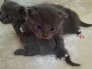Kitten Katze Kätzchen kartäuser britisch langhaar mix - Plau (See)