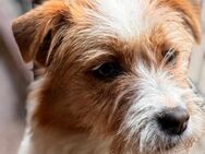 Sandy sucht ein liebevolles Zuhause - Blankenheim (Nordrhein-Westfalen)