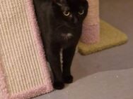 Loki sucht sein Für-immer-Zuhause - Margetshöchheim