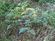 Schwarznuss-Bäume, ein- und zweijährige Pflanzen - Bad Belzig