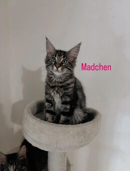 Maine Coon Kitten - Marne