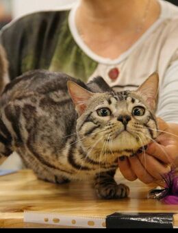Kuschel Bengal Kater sucht neues reich - Seevetal