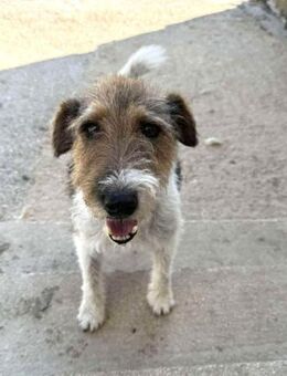 Alfi Terriermix Rüde 4 Jahre alt in GR - Reutlingen