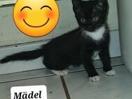 Maine Coon Mix Kitten - Düren