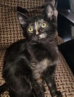 KATZE1 - zutrauliches Katzenmädchen - Kallmünz