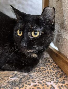 ✨Liebe Nyx sucht Herz✨ - Eislingen (Fils)