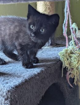 Verk. Katzenbaby Den letzten aus der Reihe ganz schwarz - Duckow