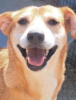 Bria - Süße Hundemama - Obertshausen