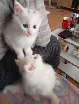 Main coon, Main Coon xxl kitten - Großalmerode Zentrum