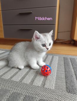 Britisch Kurzhaar Kitten - Stadthagen