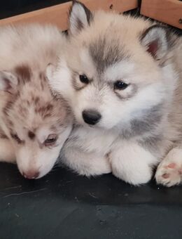 3 von 5 süße Huskywelpen suchen noch...Sie - Lauenburg (Elbe)