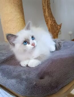Ragdoll kitten - Laatzen