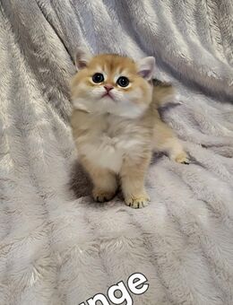 Bkh kitten - Leverkusen