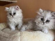 Reinrassige Perser Kitten mit Nase - Geretsried