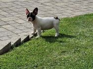 Französische Bulldoggen Welpen - Lübow