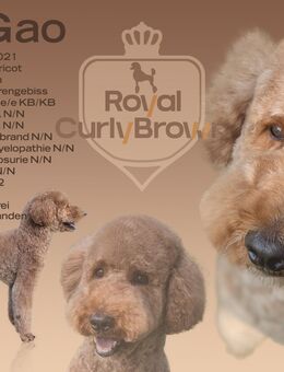 Deckrüde Königspudel mit ZTP - Uelzen