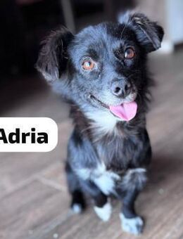 Adria - 4 Kilo, ein Bürohund - Berlin
