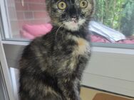 Kitten, süsse Katzenbabys - Hamburg