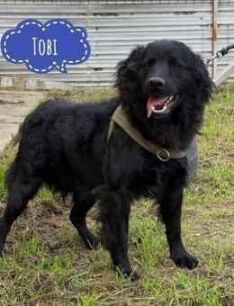 Tobi ein wahrer Schatz - Flörsheim-Dalsheim