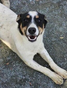 Triada- Familie gesucht - Nürnberg