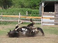 Ihre kleine "Ponderosa-Ranch" - ländliche Idylle unweit Perlebergs - Plattenburg