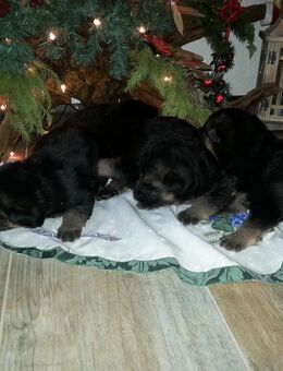 Verkaufe Schwarz-braune Deutsche Schäferhundwelpen - Zerbst (Anhalt) Bornum