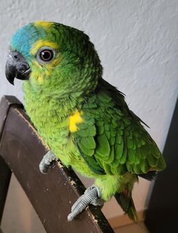 Junge Blaustirnamazone zu verkaufen - Schliengen