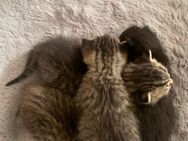 4 BKh/EKH Mix Kitten zu verkaufen - Hamburg