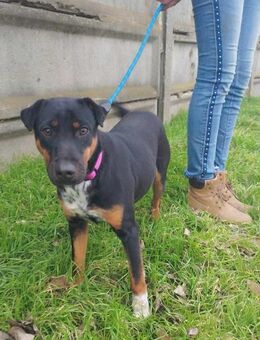 Der liebe Gufy sucht seine Familie ! - Dortmund