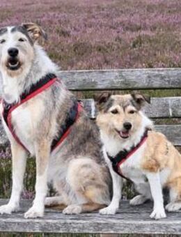 Holli &Pepper in 29683 Bad Fallingbostel - Hamburg