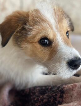 Unser sehr kleiner verschmuster Mischlingsrüde Pit 4 Monate alt, ca 20 cm groß - Angern