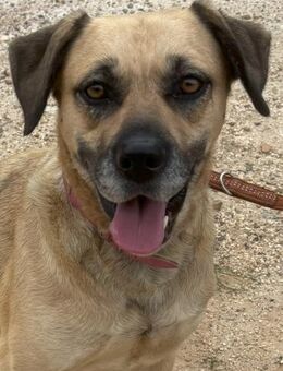 Tolle Laila! - Althütte