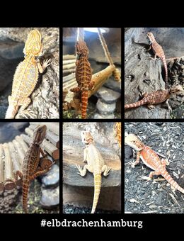 sehr schicke high Red Orange Bartagamen Babys (pogona vitticeps) - Hamburg Wandsbek