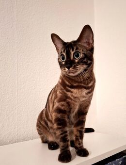 Sky sucht ein liebevolles zu Hause - Beelitz