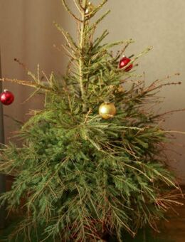 Christbaumensorgung - Nittenau