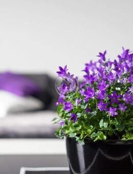 !!! ImmoPoint !!! (5) 6-Familienhaus in TOP LAGE !!! (IP V 6 CK 210) - Hagen (Stadt der FernUniversität)