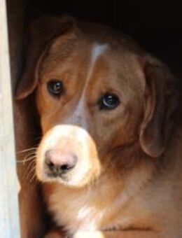 Monty - hübscher Jungrüde - Lohra