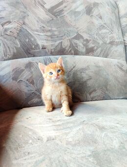 Katzen Kitten Babykatzen - Buchholz (Niedersachsen)