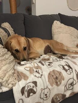 Zuhause gesucht für Grace - Miesbach