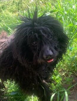 Pufi von kettenlos - Bollingstedt